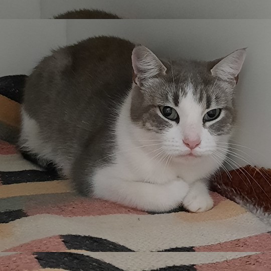 Juno cat lost 18 jan